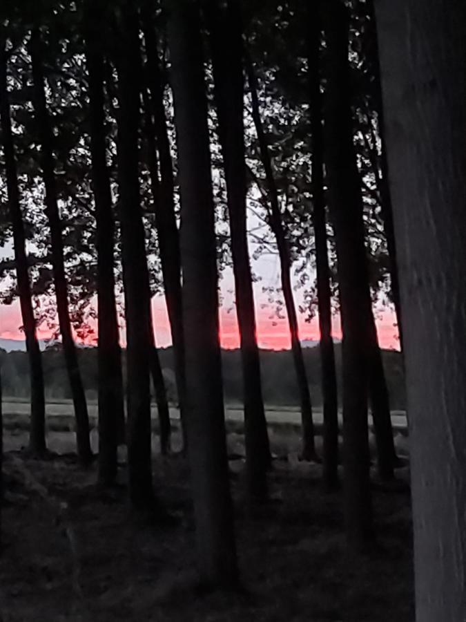 Bonita Cabana De Los Arboles En La Rioja , Durmiendo Entre Arboles Anguciana Экстерьер фото